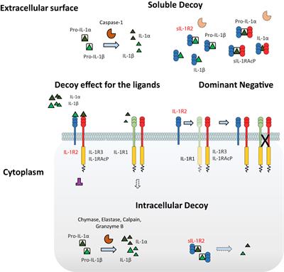 Negative Regulation of the IL-1 System by IL-1R2 and IL-1R8: Relevance in Pathophysiology and Disease